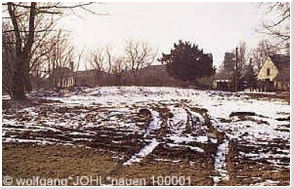 schwan010d