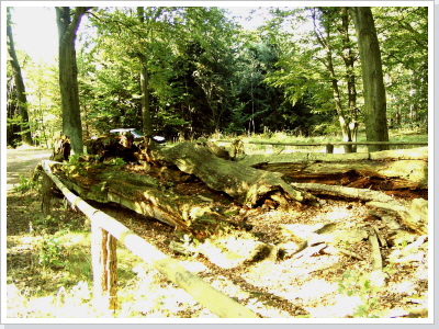 Die Gro&szlig;e Eiche im Jahre 2005 (c) by Wolfgang Johl, Nauen
