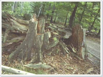 Die Gro&szlig;e Eiche im Jahre 2005 (c) by Wolfgang Johl, Nauen